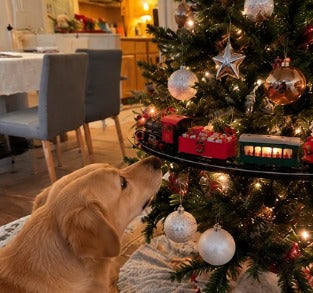 Dog watching the Emerald Express circle the tree